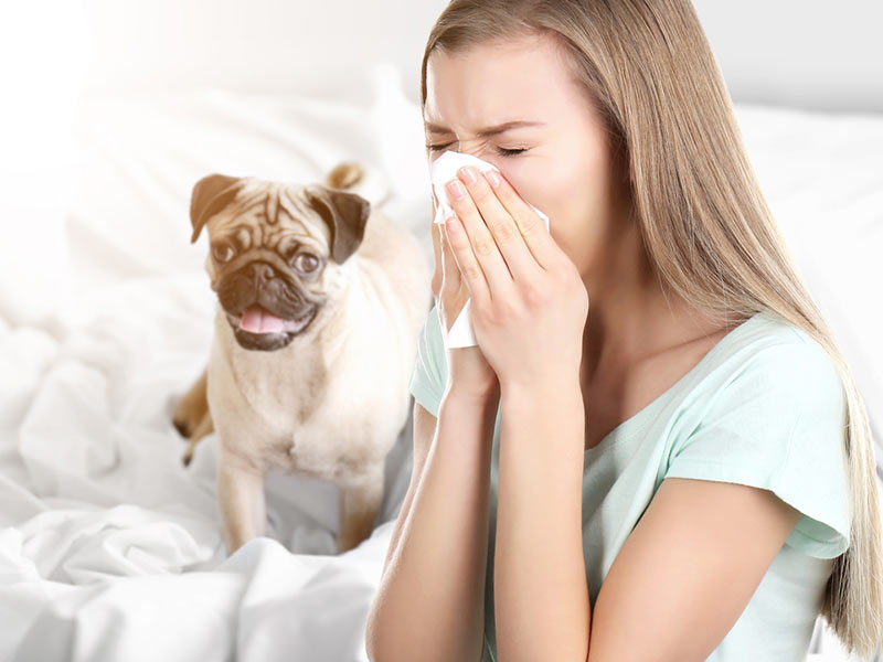 درمان  خانگی حساسیت به حیوانات خانگی